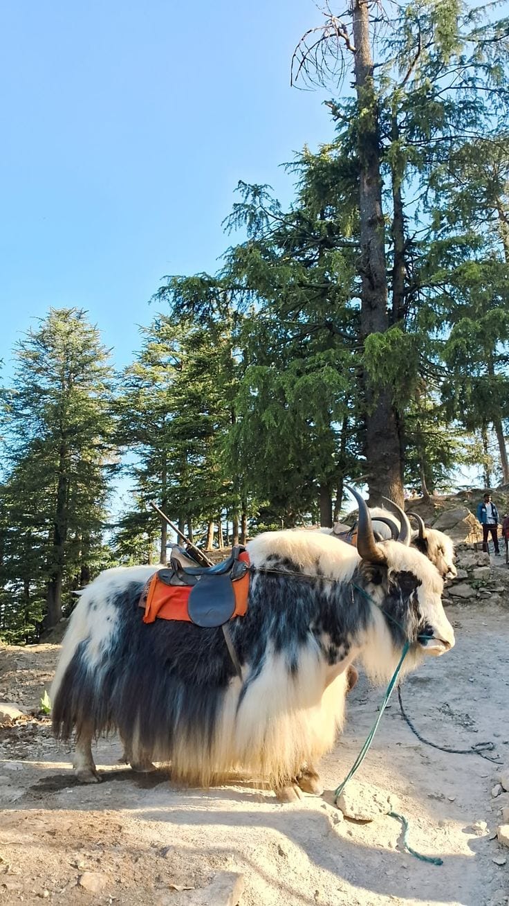 Trip Glimpse 7