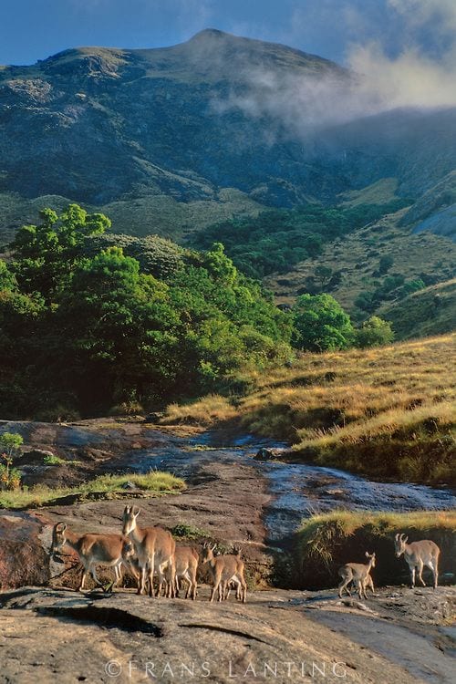Eravikulam National Park